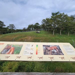 The Wilds - Dhole yard #1, home to the 5 siblings