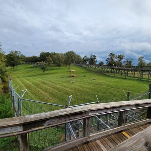 The Wilds - Cheetah yard #1