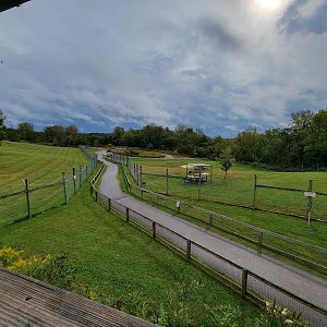 The Wilds - African Wild Dog yard