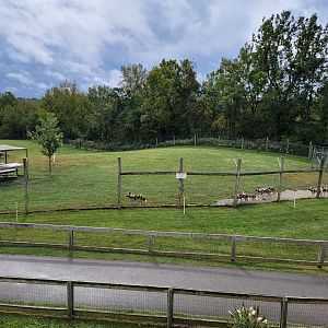 The Wilds - African Wild Dog yard