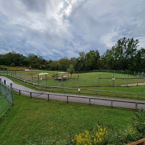 The Wilds - African Wild Dog yard