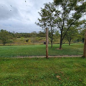 The Wilds - Cheetah yard #3