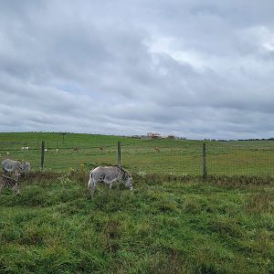 The Wilds - Grevy's zebra with 2 foals, scimitar oryxes and common elands in background