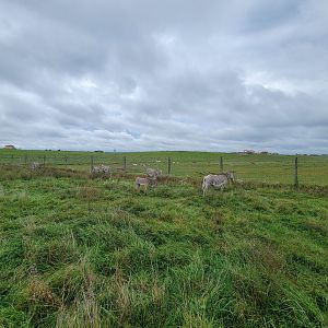 The Wilds - Grevy's zebra with 2 foals, scimitar oryxes and common elands in background