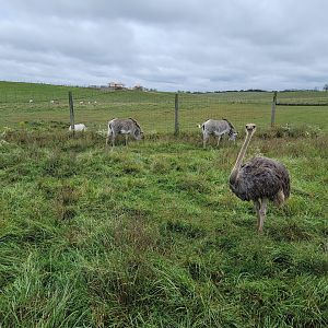 The Wilds - Ostrich and Grevy's zebra with 2 foals, scimitar oryxes and common elands in background