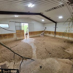 The Wilds - Masai giraffe females