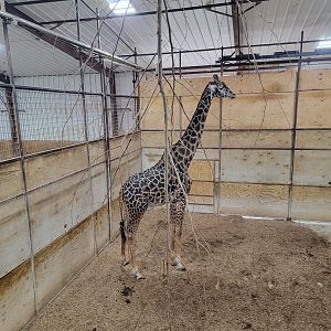 The Wilds - Masai giraffe male