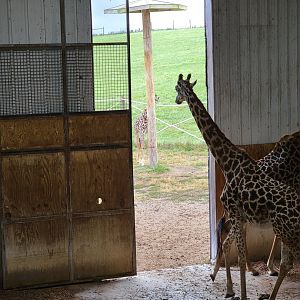 The Wilds - Masai giraffe calf outside, hiding from us :D