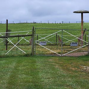 The Wilds - Masai giraffe calves hiding outside