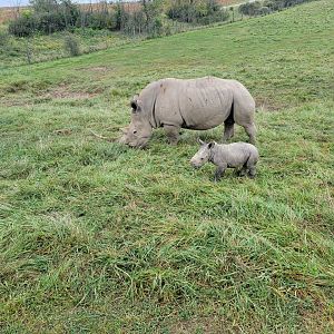 The Wilds - White rhino with week-old calf