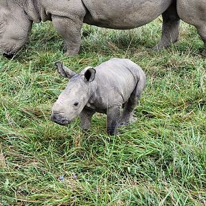 The Wilds - White rhino with week-old calf