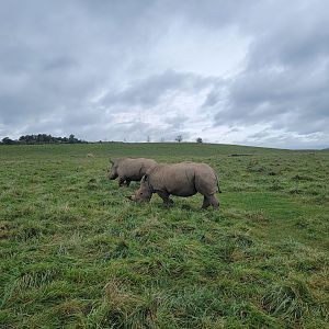 The Wilds - White rhinos, Bactrian deer doe in background