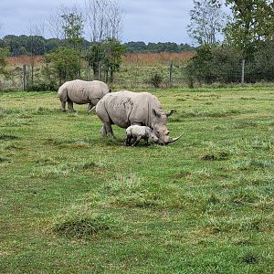 The Wilds - White rhino with week-old calf