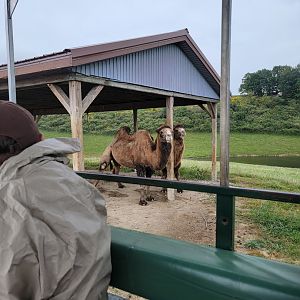 The Wilds - Bactrian camels