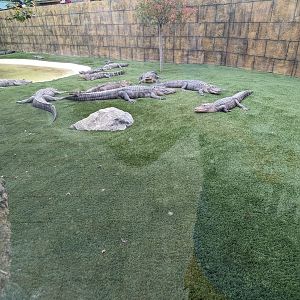 Alligator exhibit