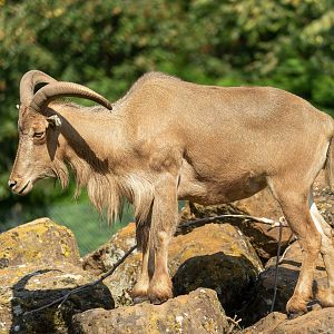 Barbary sheep, Africa Alive, UK