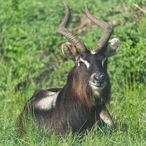 Nile lechwe, Africa Alive, UK