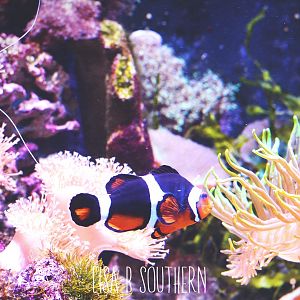 clownfish