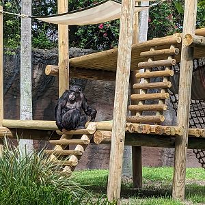 Myombe Reserve - Chimpanzee