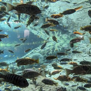 Edge of Africa - Nile crocodile