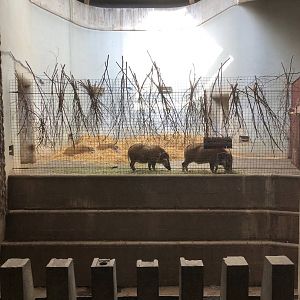 Inside the Casson: Red River Hogs