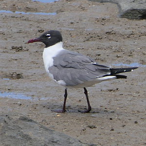 Laughing Gull