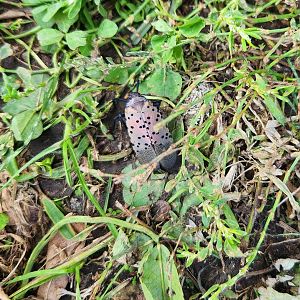 Spotted Lanternfly