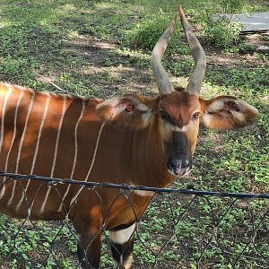 Bongo looks at the camera