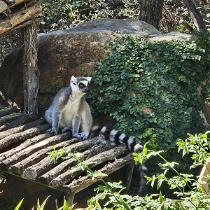 Curious ring-tailed lemur