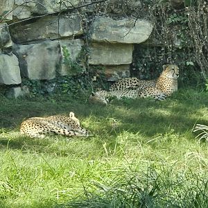Lounging cheetahs