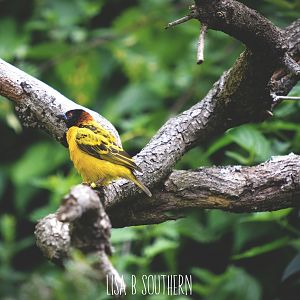 Village Weaver