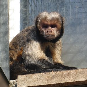 Buffy-headed capuchin