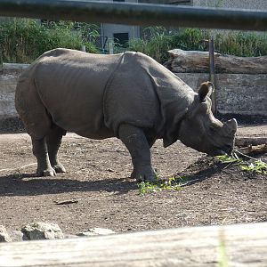 Greater one-horned rhinoceros