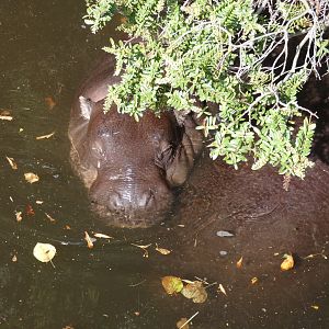 Pygmy hippo