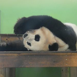 Giant panda