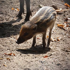 Visayan warty piglet