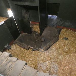 Giant anteater indoor enclosure