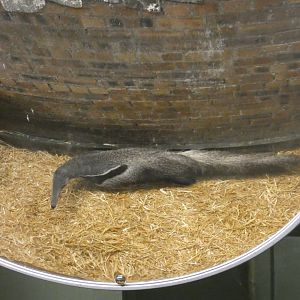 Giant anteater