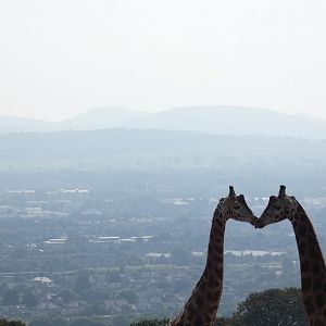 Rothschild's giraffes