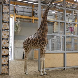 Rothschild's giraffe
