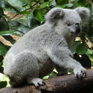 Queensland koala