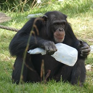 Western chimpanzee