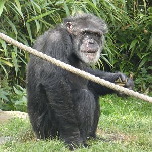 Western chimpanzee