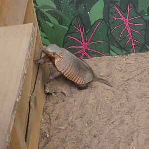 Large hairy armadillo