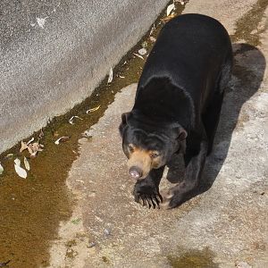 Malayan sun bear
