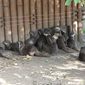 Asian short-clawed otters