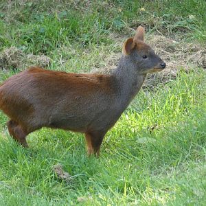 Southern pudu