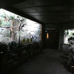 Koala indoor viewing area