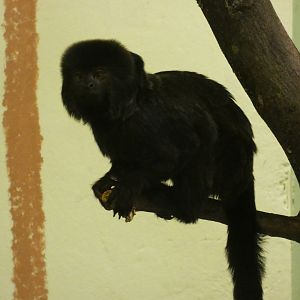 Goeldi's monkey