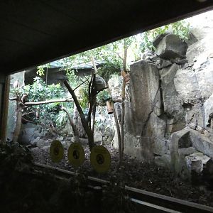 Koala indoor enclosure